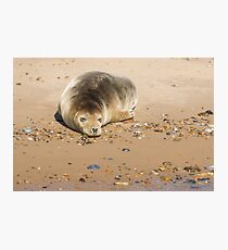 Seal Snoozing on Blakeney Point Photographic Print