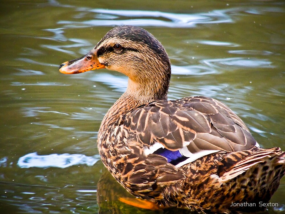 "Ducks Drinking Water" by Jonathan Sexton Redbubble