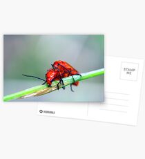 Soldier on! Postcards