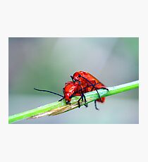 Soldier on! Photographic Print