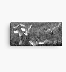 Egrets 7 Canvas Print