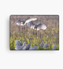 Egrets 8 Canvas Print