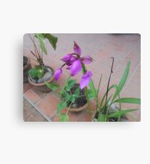 Violet Flowers Canvas Print