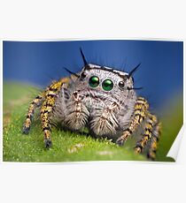 "Phidippus mystaceus" Jumping Spider Macro Poster