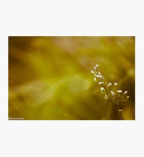 If you don't love me... Photographic Print