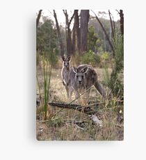 Curious Kangaroos Canvas Print