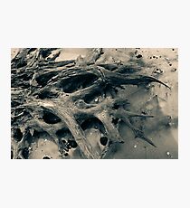 Driftwood Beach at Jekyll Island Photographic Print