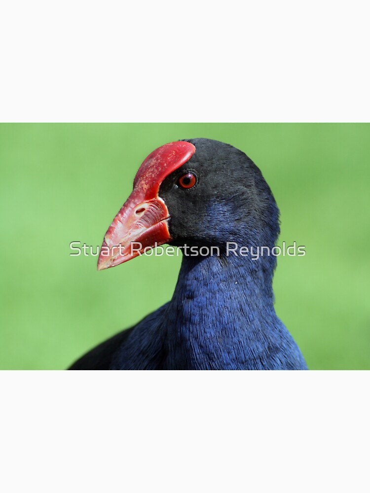 Purple Swamphen by Sparky2000