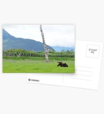 And That is a Moose Postcards