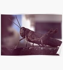 LOCUST Poster