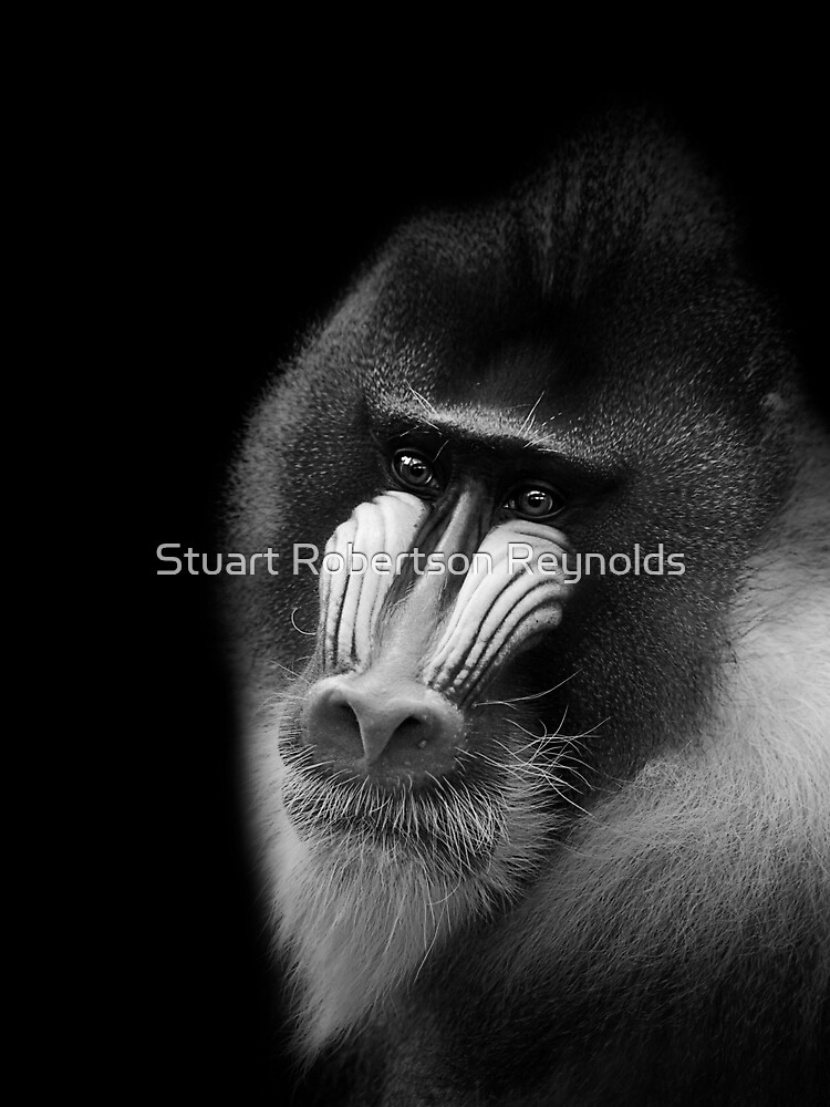 Mandrill by Sparky2000