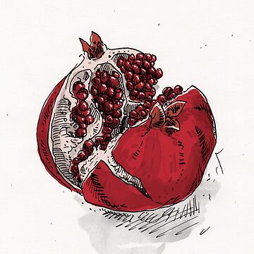 Sketch whole pomegranate Royalty Free Vector Image