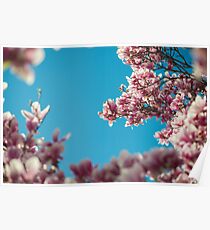 Blossoms Poster