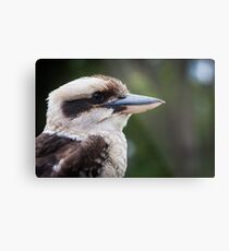 Australian Kookaburra Metal Print