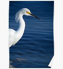 Snowy Egret Poster