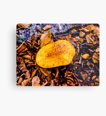 fungus, larger south. Metal Print