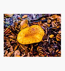 fungus, larger south. Photographic Print