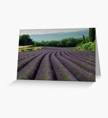 Fields of Lavender Greeting Card