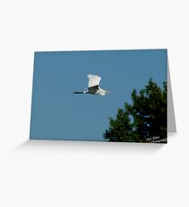 another great white herring Greeting Card