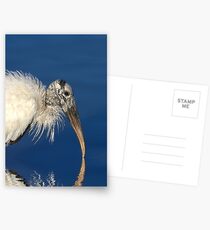 Endangered Woodstork Postcards