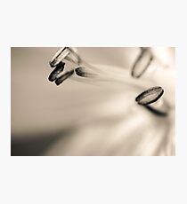 Stamen Photographic Print