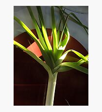 Leek! Photographic Print