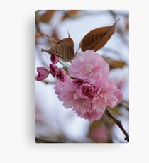 Hanging Pretty Canvas Print