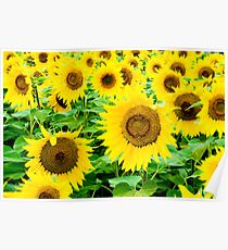 Sunflowers Poster
