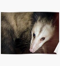 Opossum, Sweet Possum Poster