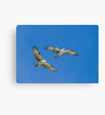 Osprey (Pandion haliaetus) Canvas Print