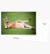 Ehibitionist Kangaroo Postcards