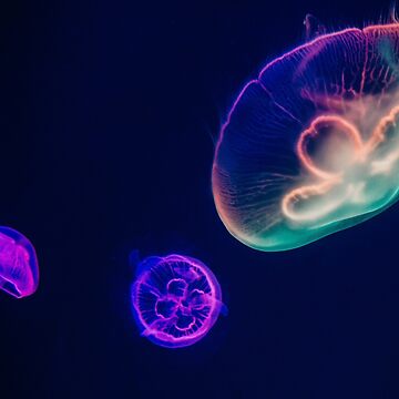 Taza para infusiones medusas marinas