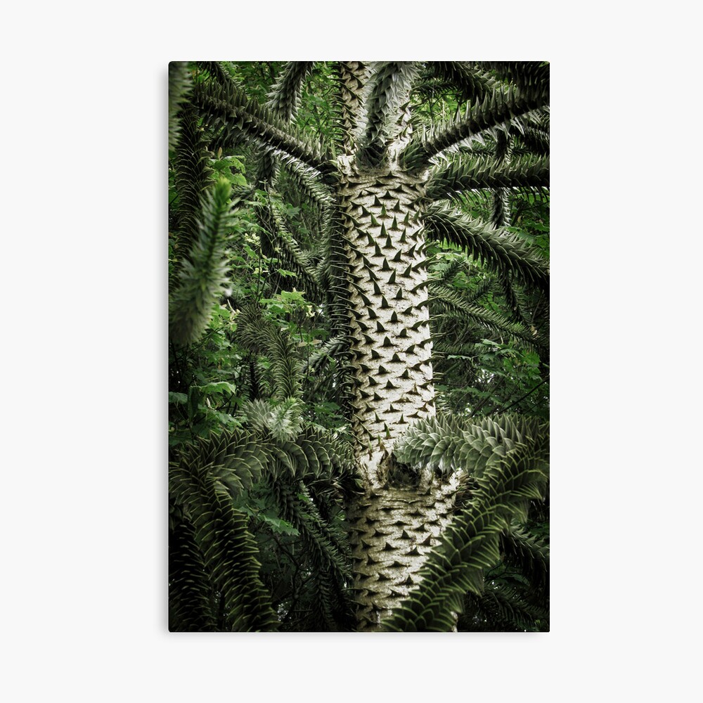 Monkey Puzzle Tree Canvas Print