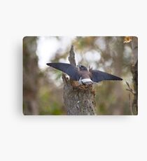 I've Got Eggs Canvas Print