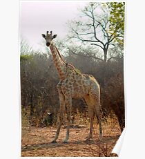 Giraffe Poster
