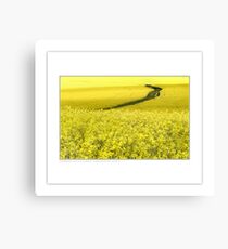 Canola (and rabbit) Canvas Print