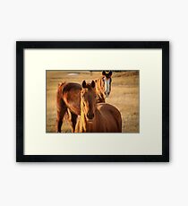 Horses Framed Print