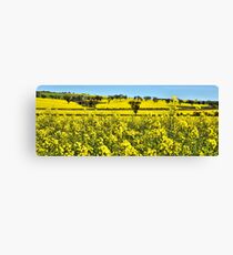 A Sea of Yellow - Burley Griffen Way NSW Australia Canvas Print