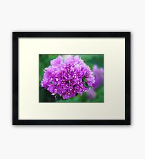 Bougainvillea Framed Print