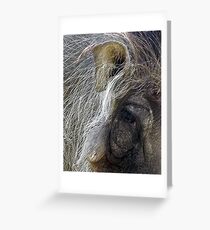 Warthog Greeting Card