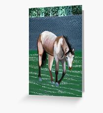 Buckskin Quarter Horse Portrait Greeting Card