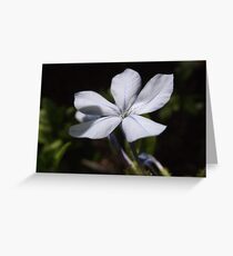 Single blue sago Greeting Card