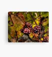The Look Of Love ~ Grapes ~ Canvas Print