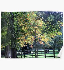 autumn colours Poster