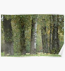 Everglades Fall Poster