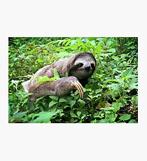 Brown-throated Three-toed Sloth Photographic Print