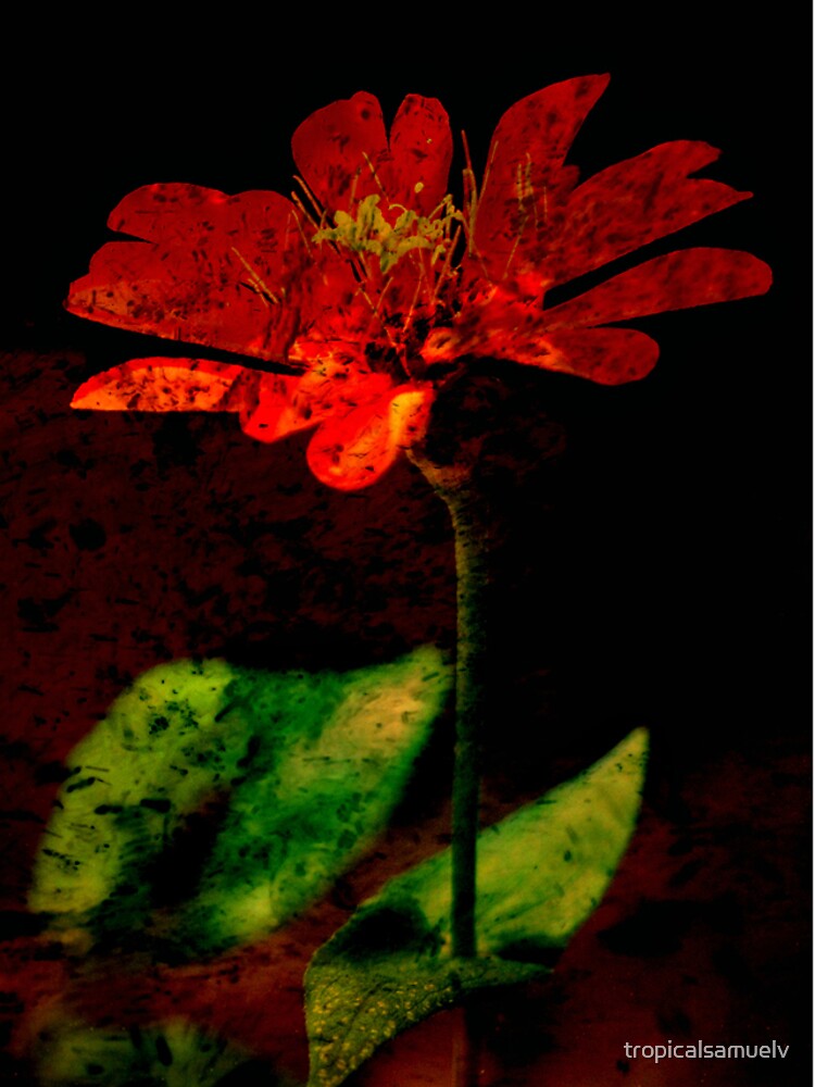 Mystic Flower by tropicalsamuelv
