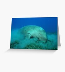 Dugong feeding on sea grass Greeting Card