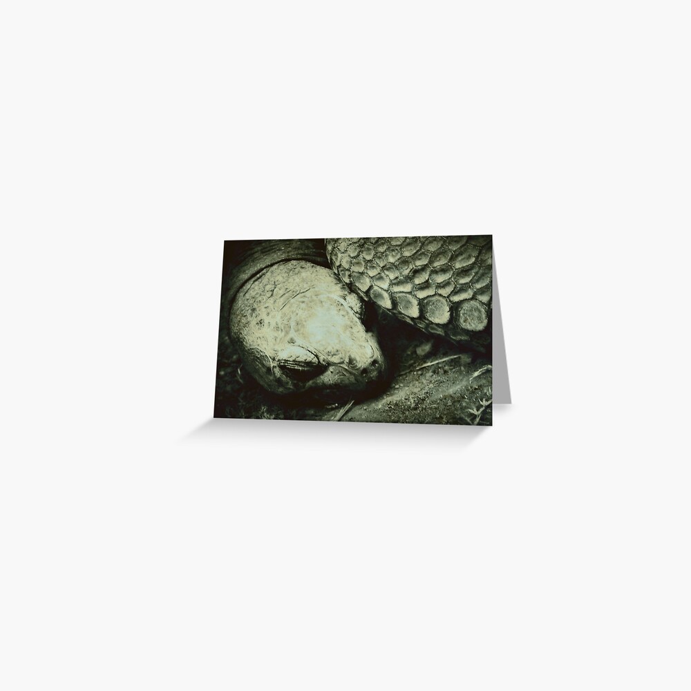 Giant Tortoise Greeting Card