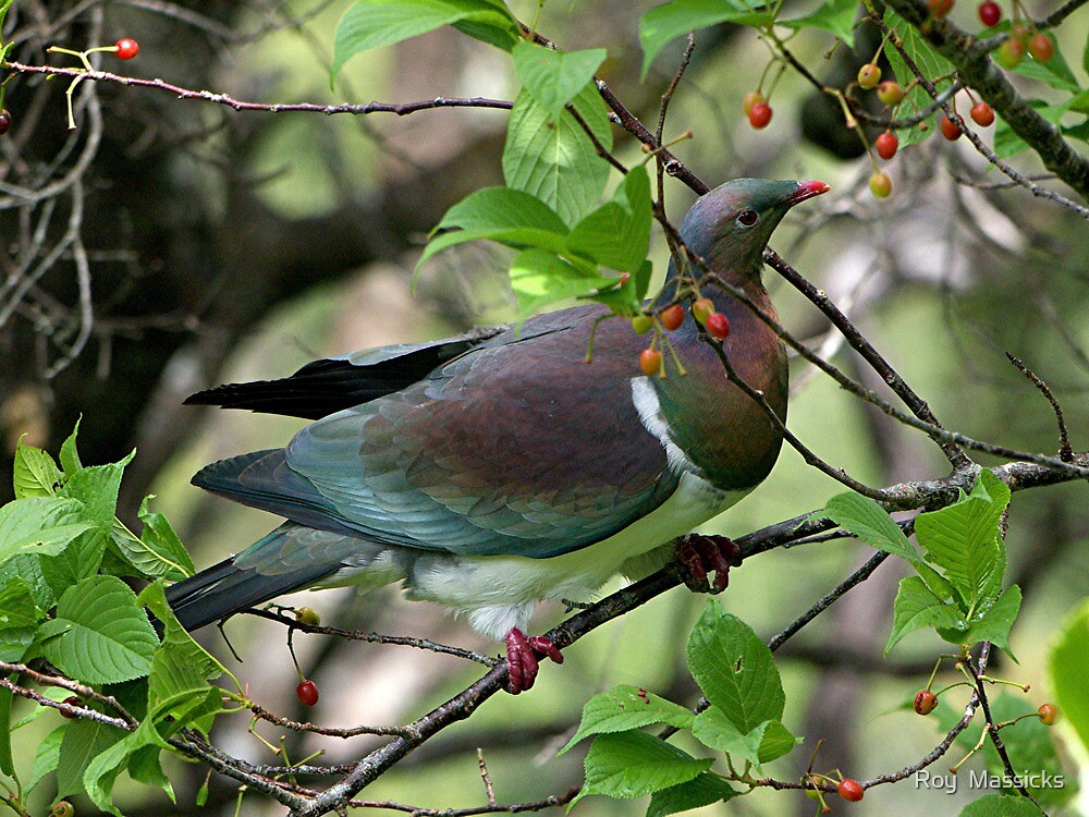 "Kereru Native New Zealand Wood Pigeon.....(2) !" by Roy Massicks Redbubble